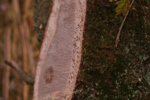 Xylodiplosis aestivalis